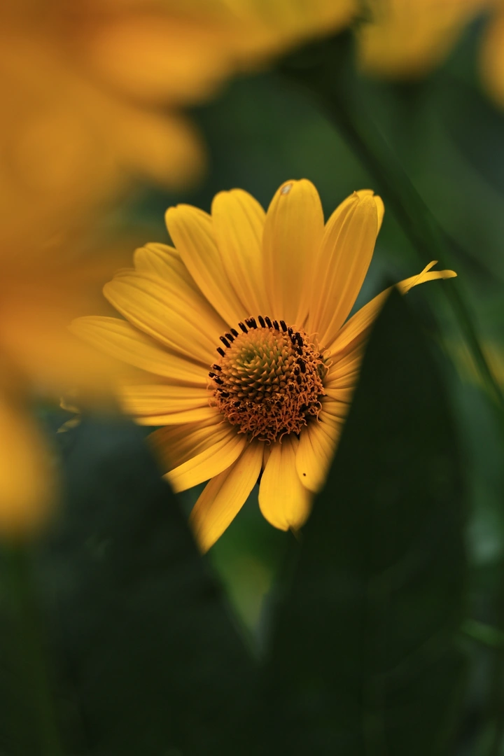 菊芋