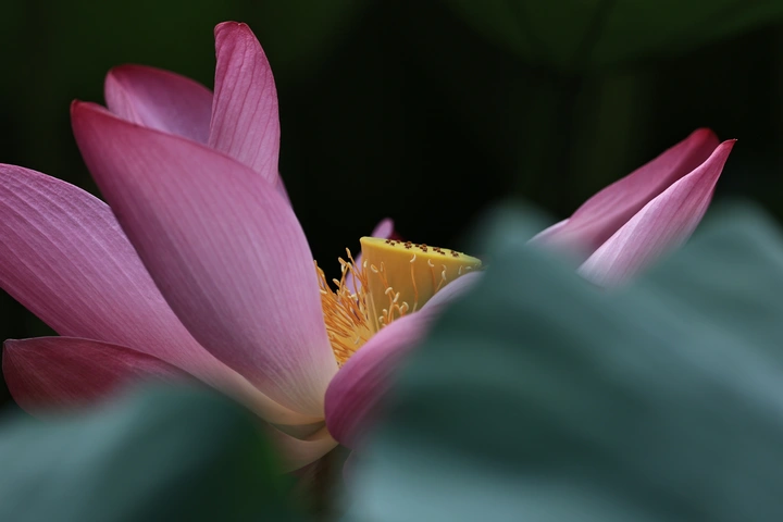 遮遮掩掩