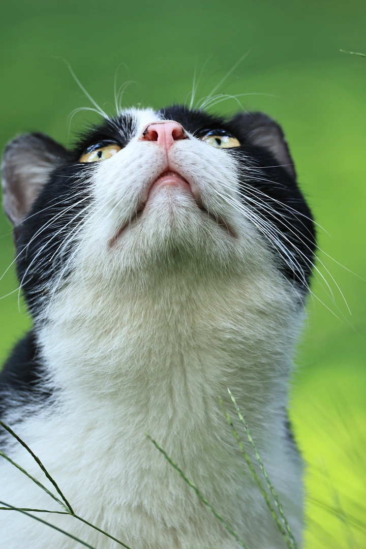 猫来了