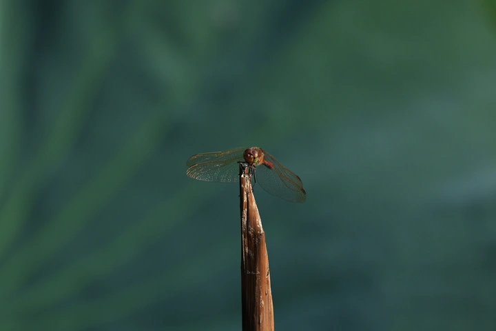 蜻蜓记