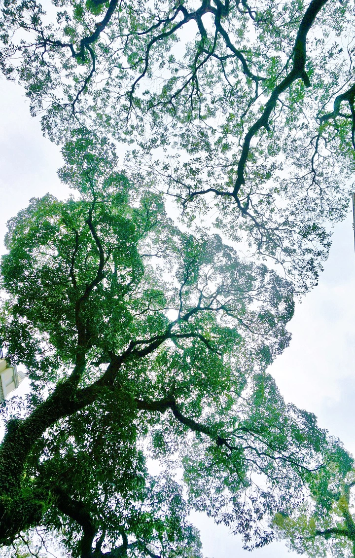 万物皆有灵