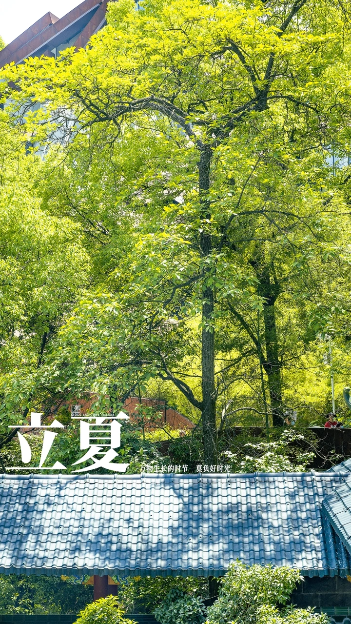 立夏