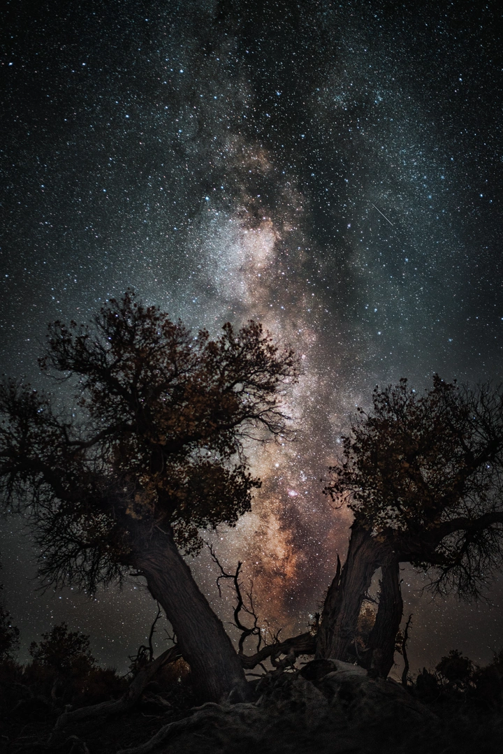 披星胡杨树
