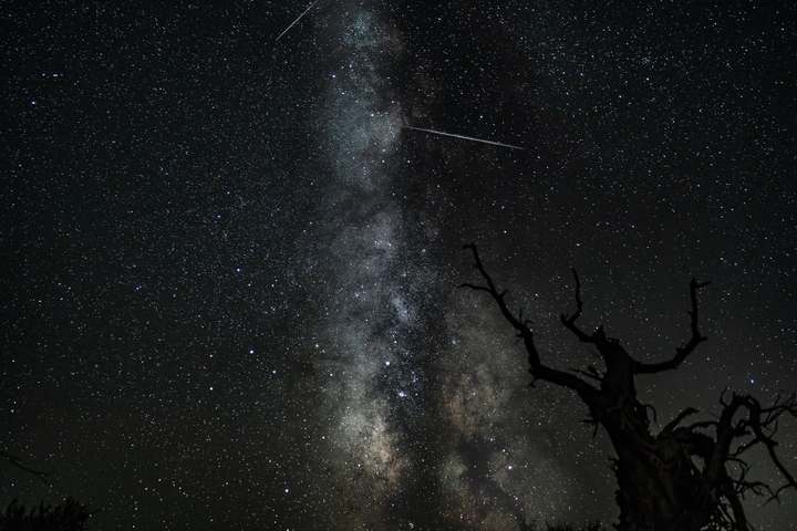 怪树星河