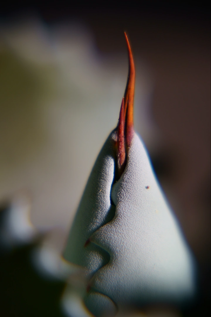 龙舌兰之刺