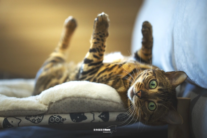 这么亲人的豹猫见过咩？（1）