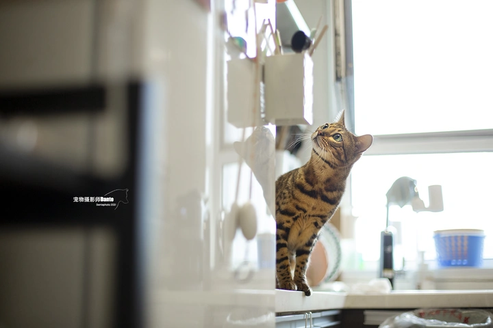 这么亲人的豹猫接过咩？（2）