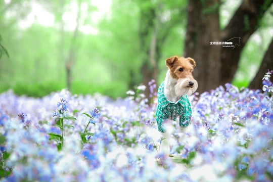 一只穿着毛衣的小狗在一片蓝色的花田里