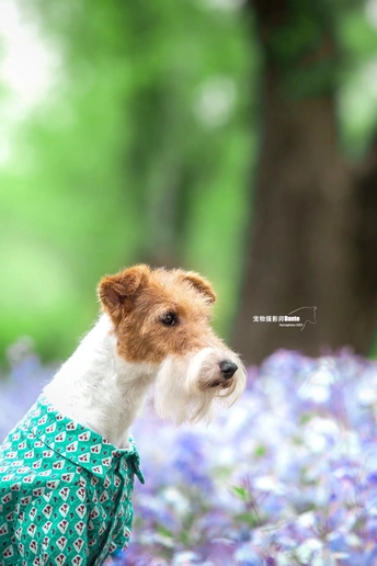 一只小狗站在一片蓝色的花田里