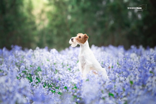 一只小狗站在一片蓝色的花田里
