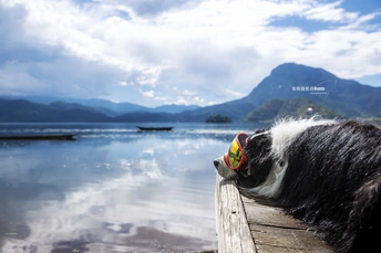 一只黑白相间的狗在木码头上俯瞰着一片水域