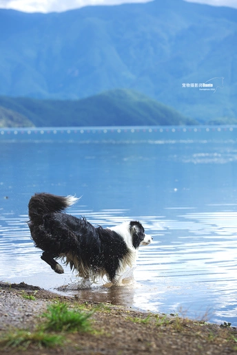 一只黑白相间的狗在水中漫步
