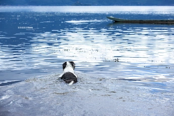 在水中游泳的黑白相间的狗