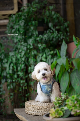 一只白色小狗坐在桌子上的篮子里