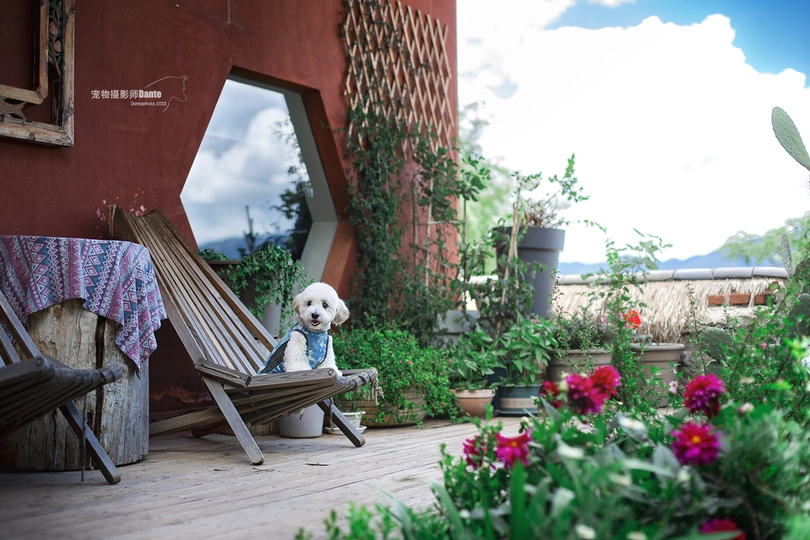 一只白色小狗坐在一所房子院子里的木椅上