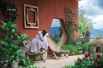 一只狗坐在花园里的木长椅上 花园里有花草 房子的门廊上有花草