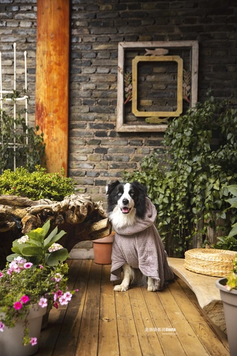 一只穿着粉红色衣服的黑白相间的小狗坐在花园前的木甲板上