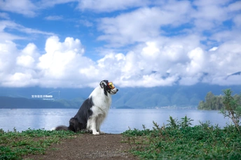 一只黑白相间的狗站在靠近水体的小山上 嘴里叼着飞盘