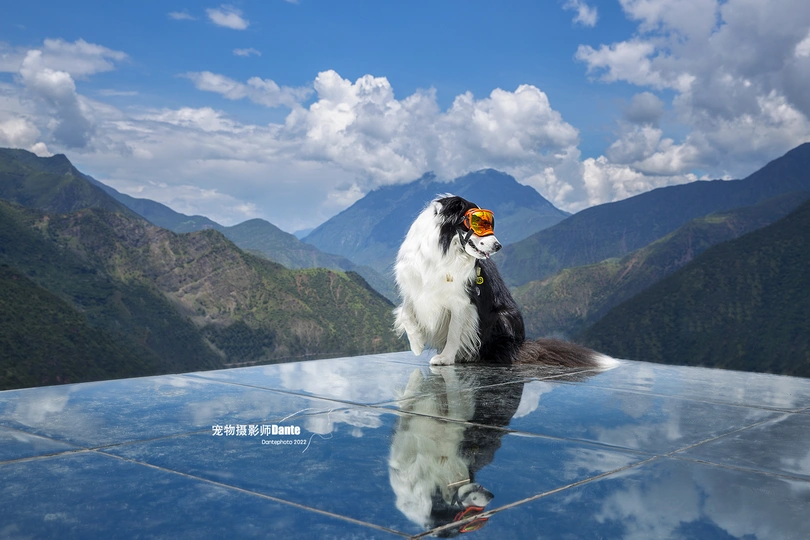 一只黑白相间的狗坐在车顶上 嘴里叼着一只鸟