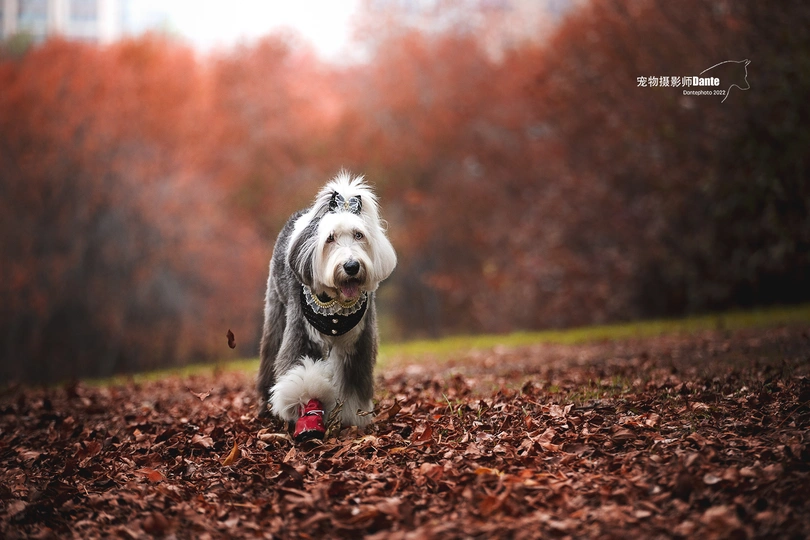 一只狗在森林小径上奔跑