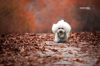 一只白色贵宾犬在铺满落叶的小径上