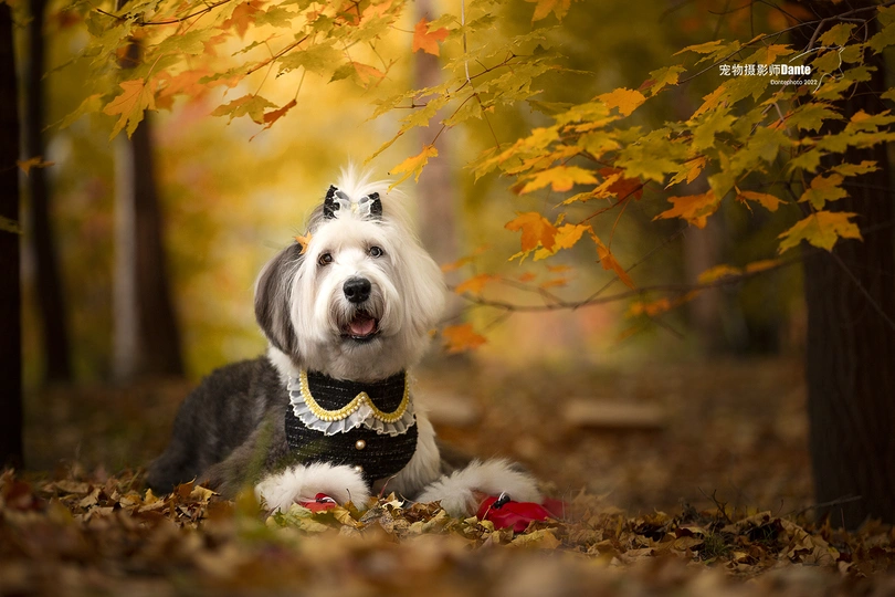 一只狗在一个被树叶包围的森林中