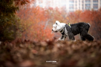 一只系着狗绳的小狗站在公园里