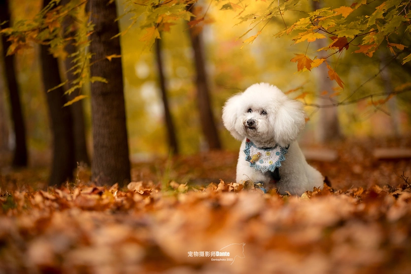 一只坐在森林中的落叶中的小白色贵宾犬