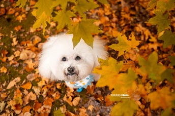 一只白色的狗站在树下树叶中