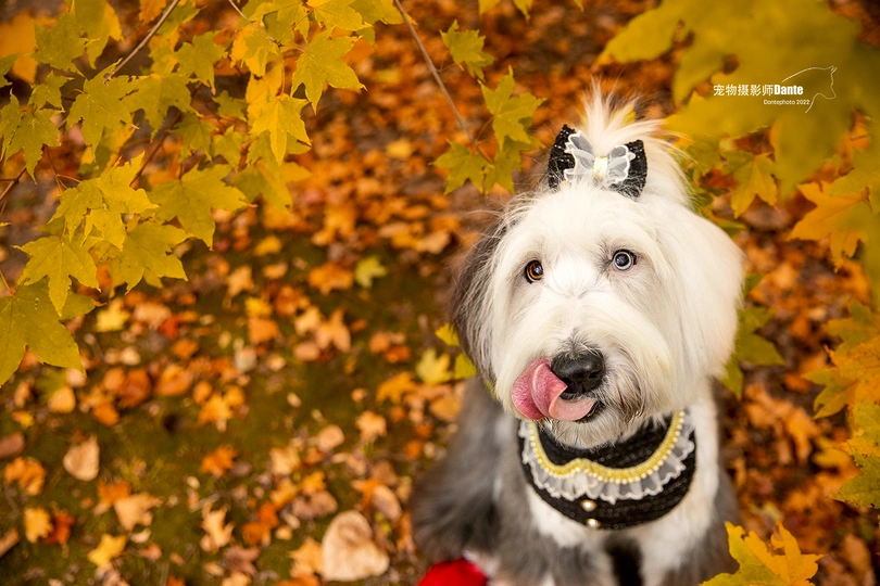 一只小白色狗站在一棵树前 伸出舌头