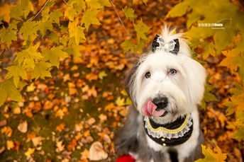 一只小白色狗站在一棵树前 伸出舌头