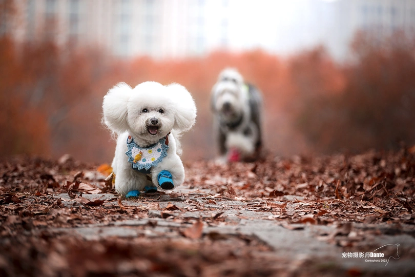 几只白色贵宾犬沿着一条小径走下来