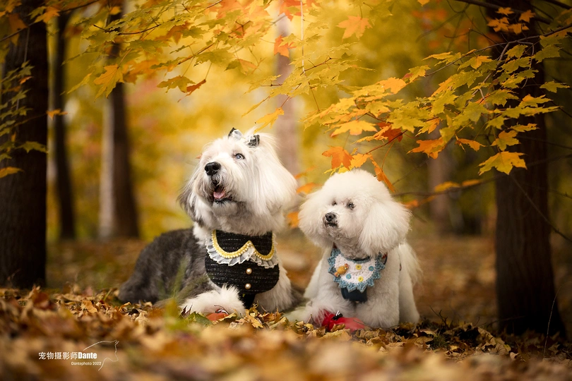 几只白色狗坐在树叶上