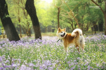 一只小狗穿过森林中的紫花和树木丛生的草地。