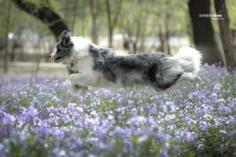 一只狗穿过一片蓝色的花丛