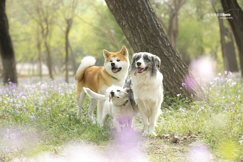一些狗穿越花丛和树木的田野