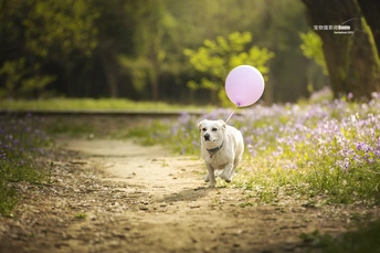 一只小白狗拿着粉红色气球沿着开满紫花的小径奔跑
