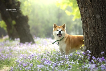 一只站在紫色花田中的狗