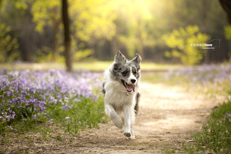一只在乡间小路上奔跑的小狗穿过一片紫花盛开的森林草地。