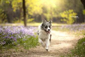 一只在乡间小路上奔跑的小狗穿过一片紫花盛开的森林草地。