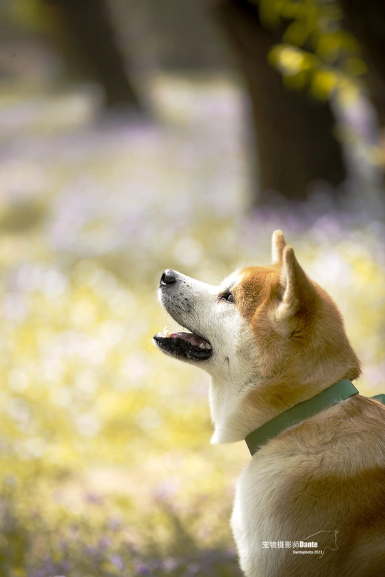 一只棕色和白色的狗坐在花丛和草地上