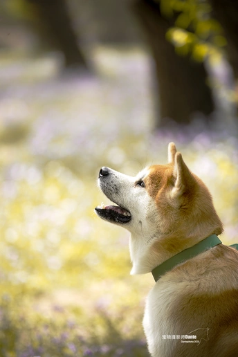 一只棕色和白色的狗坐在花丛和草地上