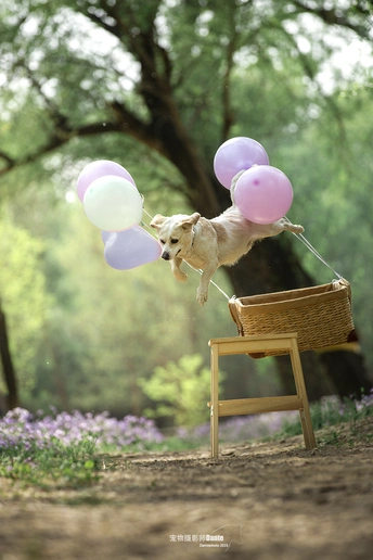 一只小狗跳过一个带有气球的 bench。