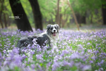 一只狗坐在森林中的蓝色花朵丛中