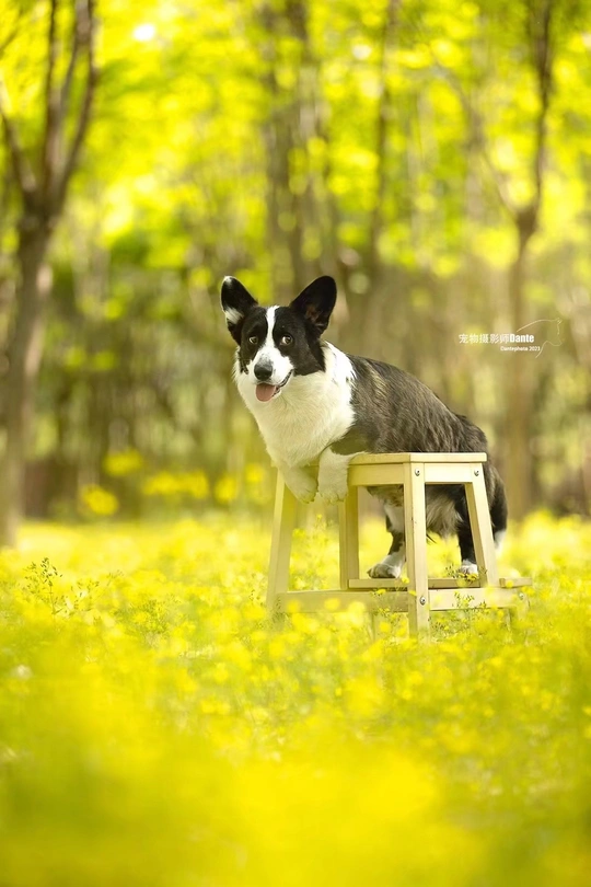 一只黑白相间的狗坐在一片黄花的田野里 一只小木凳上。