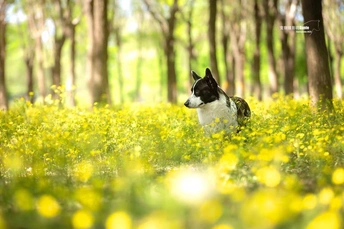 一只黑白相间的狗坐在森林中的黄花丛中