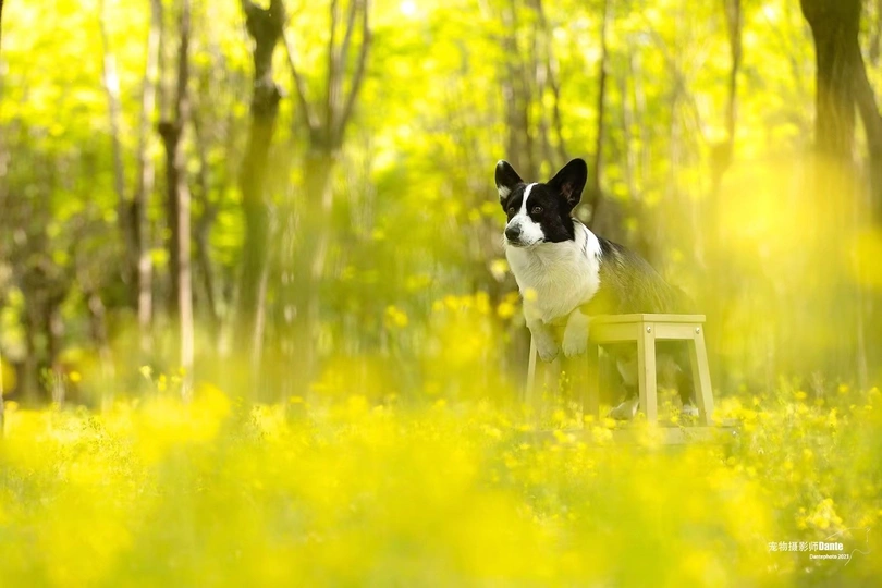 一只黑白相间的狗坐在一个小木凳上 周围是黄色的花朵。