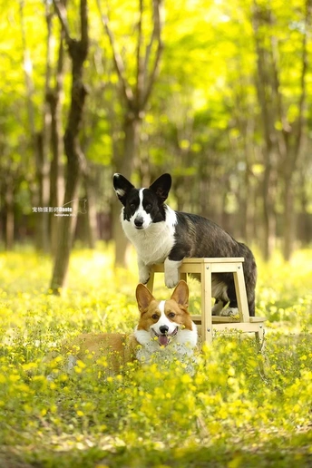 两只小狗坐在木凳上森林里