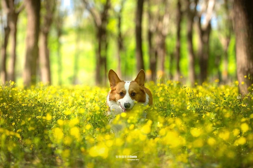 一只小狗穿过森林中的黄花田