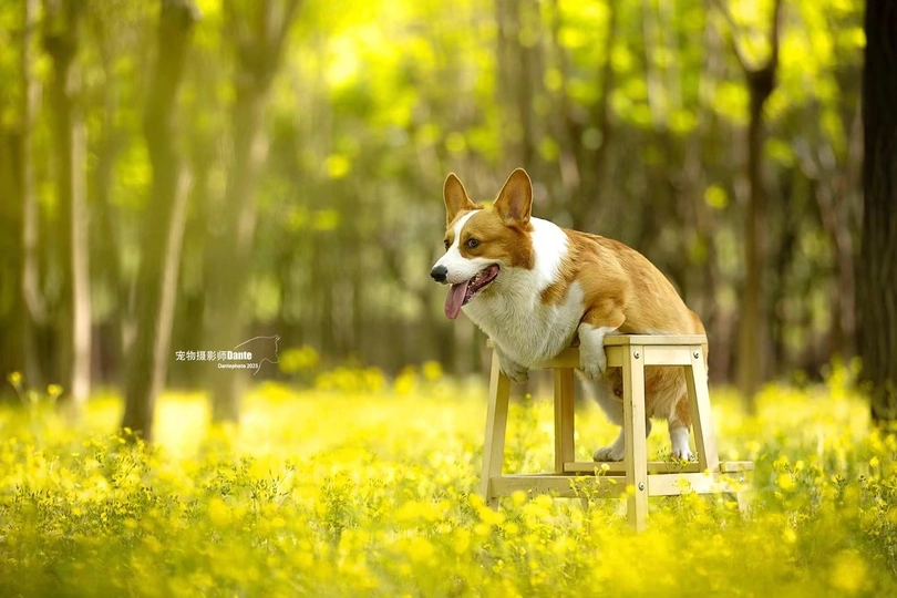 一只狗坐在森林里的小木凳上
